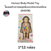 Human Body Model Toy  โมเดลร่างกายมนุษย์แบบประกอบอวัยวะ (64008)