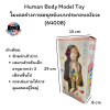 Human Body Model Toy  โมเดลร่างกายมนุษย์แบบประกอบอวัยวะ (64008)