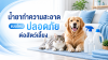 น้ำยาทำความสะอาดแบบไหนปลอดภัยต่อสัตว์เลี้ยง น้ำยาทำความสะอาดแบบไหนปลอดภัยต่อสัตว์เลี้ยง