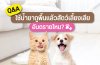 ใช้น้ำยาถูพื้นโดยไม่เช็ดน้ำซ้ำ น้องหมา น้องแมวมาเลียจะเป็นอันตรายไหม ใช้น้ำยาถูพื้นโดยไม่เช็ดน้ำซ้ำ น้องหมา น้องแมวมาเลียจะเป็นอันตรายไหม