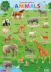 โปสเตอร์การศึกษา Animals
