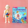 หนังสือระบบร่างกายมนุษย์ ระดับประถม แถมพร้อมโมเดลร่างกายมนุษย์ Human Body และการ์ดคำศัพท์อังกฤษ - ไทย อวัยวะภายใน 11 ใบ