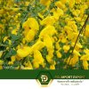 ดอกบลูม , Scotch Broom , 金雀花 ดอกบลูม , Scotch Broom , 金雀花