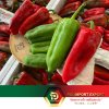 PD , พริกหวานมาร์โคนี่รอสโซ่ , พริกเขียวมาร์โคนี่ , พริกแดงมาร์โคนี่ , พริกหวานเขียวทรงยาว , Marconi Rosso Sweet Pepper , 青甜椒 , พริกหวานแดงทรงยาว , Marconi Rosso Sweet Pepper , 红甜椒 PD , พริกหวานมาร์โคนี่รอสโซ่ , พริกเขียวมาร์โคนี่ , พริกแดงมาร์โคนี่ , พริกหวานเขียวทรงยาว , Marconi Rosso Sweet Pepper , 青甜椒 , พริกหวานแดงทรงยาว , Marconi Rosso Sweet Pepper , 红甜椒