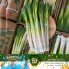 PD , ต้นหอมญี่ปุ่น , 日本大葱 , JapaneseBunchingOnion , BunchingOnion PD , ต้นหอมญี่ปุ่น , 日本大葱 , JapaneseBunchingOnion , BunchingOnion