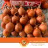 หัวหอมใหญ่ / Yellow Onion / 黄葱 | PD ผักสดขายส่งยกกล่อง