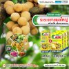 ระยะขยายผลใหญ่