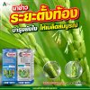 บำรุงข้าวตั้งท้องให้สมบูรณ์ รวงใหญ่เต็มเมล็ด ด้วยเทคนิคจากเกษตรกร