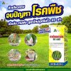 ดอกแห้ง ผลร่วง สาเหตุจาก เชื้อราฟิวซาเรียม หยุดให้ทันด้วยคาร์เบนดาซิม สูตรเข้มข้น ซึมไว 20 เท่า 