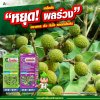 หยุดผลร่วง ได้ผลดกเต็มต้น