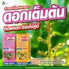 หลังราดสาร เร่งดอกดกออกพร้อมกันทั้งต้น เพิ่มผลผลิต