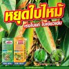 หยุดใบไหม้ เร่งใบแก่ ใบเขียวเข้ม สำหรับเกษตรกรยุคใหม่ หยุดใบไหม้ เร่งใบแก่ ใบเขียวเข้ม สำหรับเกษตรกรยุคใหม่