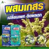 มะม่วงออกดอกแต่ไม่ติดผล แก้ได้