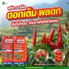 ขวดเดียวใช้ได้ทั้งพริกและมะเขือ เร่งดอกเต็มต้น - นวัตกรรมสำหรับเกษตรกรยุคใหม่