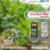 ระยะเร่งเถาเลื้อย เร่งการแตกใบ