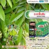 ระยะฟื้นต้น