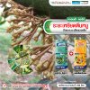 ระยะเหยียดตีนหนู