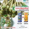 ระยะมะเขือพวงใหญ่
