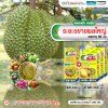 ระยะขยายผลใหญ่