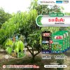 ระยะฟื้นต้น