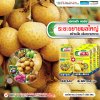 ระยะขยายผลใหญ่