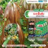 ระยะฟื้นต้น