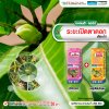 ระยะเปิดตาดอก