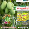 ระยะขยายผลใหญ่