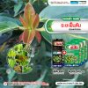 ระยะฟื้นต้น