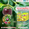 ระยะขยายผลใหญ่