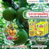 ระยะขยายผลใหญ่