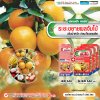 ระยะขยายผลจัมโบ้