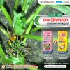 ระยะเปิดตาดอก เร่งการออกดอก