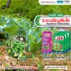 ระยะเจริญเติบโต ต้นแข็งแรง ห่อหัวเร่งด่วน