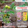 ระยะเปิดตาดอก