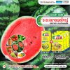 ระยะขยายผลใหญ่