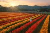 Hokkaido Flower Park Khaoyai ที่เที่ยวเขาใหญ่ Flow Outing รับจัด Outing บริษัท รับจัดสัมมนา รับจัดท่องเที่ยวประจำปี