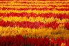 Hokkaido Flower Park Khaoyai ที่เที่ยวเขาใหญ่ Flow Outing รับจัด Outing บริษัท รับจัดสัมมนา รับจัดท่องเที่ยวประจำปี
