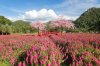 Hokkaido Flower Park Khaoyai ที่เที่ยวเขาใหญ่ Flow Outing รับจัด Outing บริษัท รับจัดสัมมนา รับจัดท่องเที่ยวประจำปี
