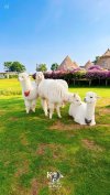 K Hmong Alpaca Khao Yai ที่เที่ยวเขาใหญ่ Flow Outing รับจัด Outing บริษัท รับจัดสัมมนา รับจัดท่องเที่ยวประจำปี