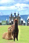 K Hmong Alpaca Khao Yai ที่เที่ยวเขาใหญ่ Flow Outing รับจัด Outing บริษัท รับจัดสัมมนา รับจัดท่องเที่ยวประจำปี
