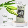 ถุงยางนิ้วรุ่นลิลลี่กล่องเขียว (Baby Lily)