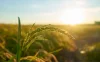 The rice is richer in vitamins, minerals, and fiber than conventionally-grown rice The rice is richer in vitamins, minerals, and fiber than conventionally-grown rice