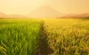 Rice Organic provides high-quality organic Rice Organic provides high-quality organic