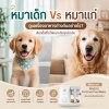 หมาเด็ก VS หมาแก่ ดูแลเรื่องอาหารต่างกันอย่างไร? หมาเด็ก VS หมาแก่ ดูแลเรื่องอาหารต่างกันอย่างไร?