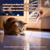 MOMOVIDA CT-4 เลเซอร์ล่อแมว ปลอดภัยต่อดวงตา แสงนุ่มนวล