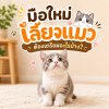 มือใหม่เลี้ยงแมว ต้องเตรียมอะไรบ้าง? มือใหม่เลี้ยงแมว ต้องเตรียมอะไรบ้าง?