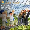 Furano Melon Harvesting