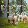 Nami Island & Alpaca World Private Day Tour