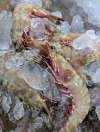 กุ้งลายเงา (Shiny striped shrimp)